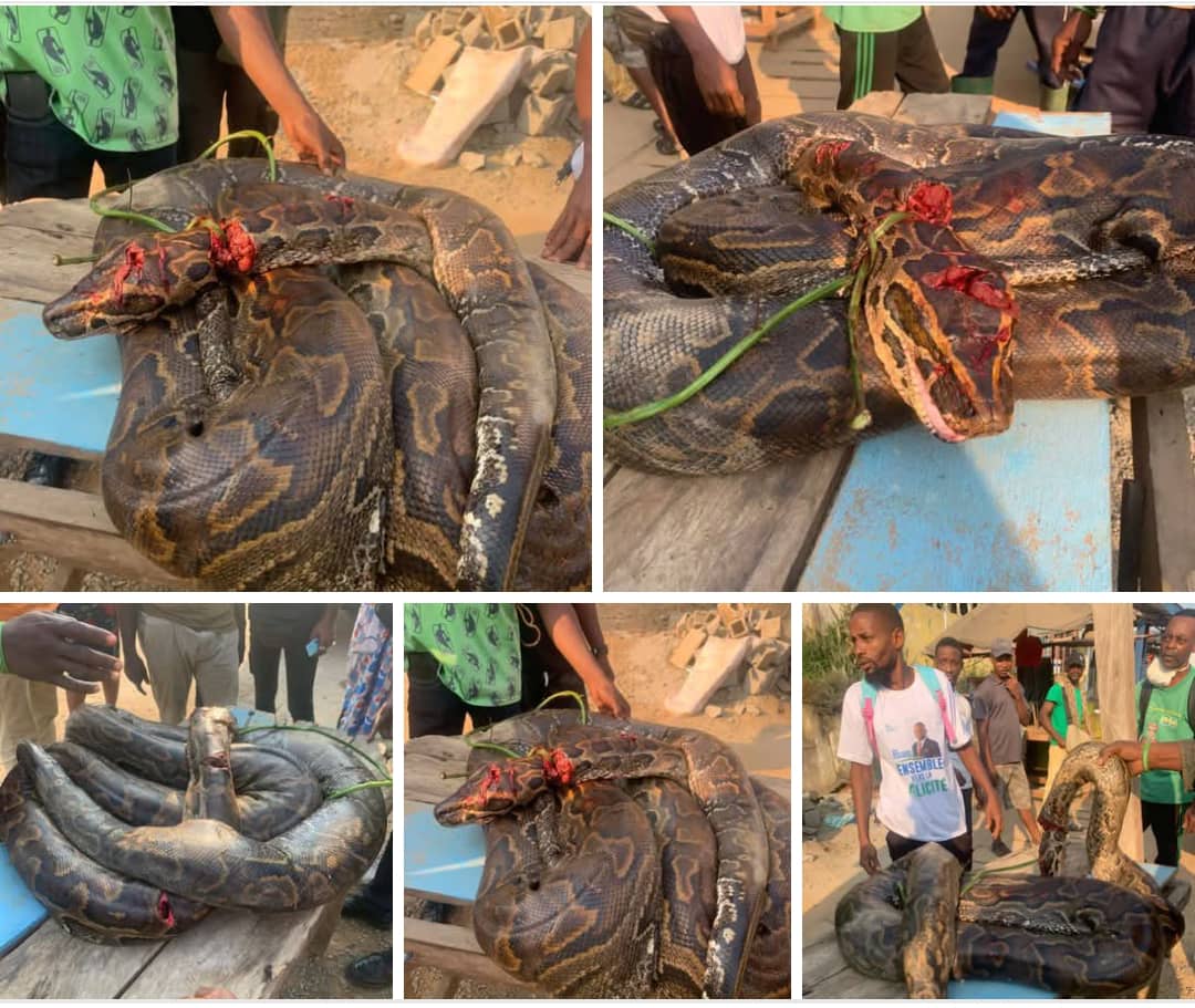 Fait Divers : Un python géant abattu par les riverains